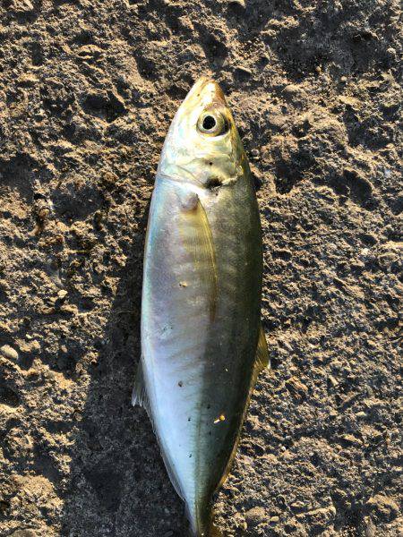 ちょい釣れました