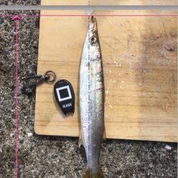 ツバス サゴシ タチウオ