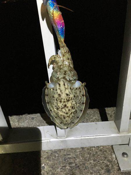 マズマズのアオリ