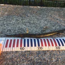 太刀魚は今日も渋かった