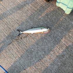 夕まずめ短時間勝負