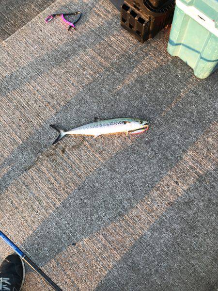 夕まずめ短時間勝負