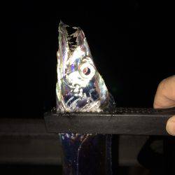 単発、太刀魚の群れは何処に?