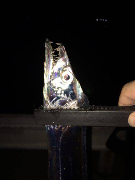 単発、太刀魚の群れは何処に?