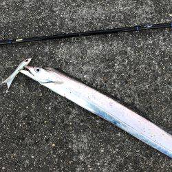 夕まずめに連発