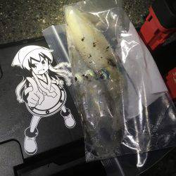 釣れたら帰ろう。