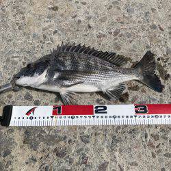 文里の紀州釣り