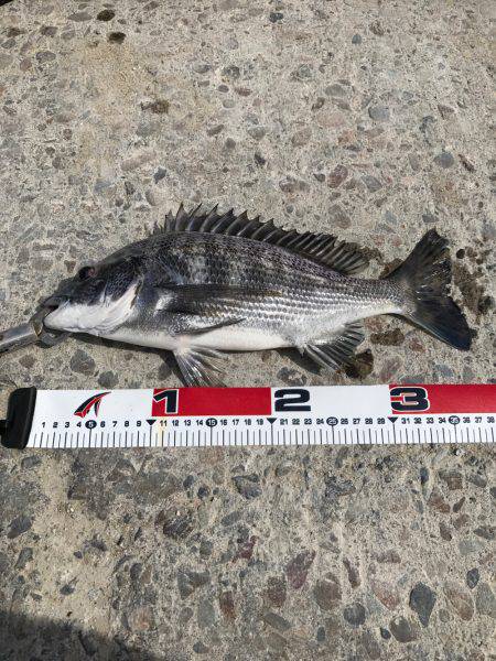 文里の紀州釣り