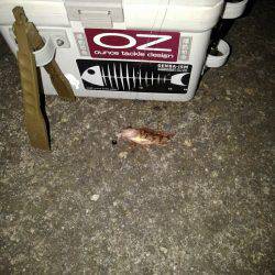 ガシリンクにはまってます!!