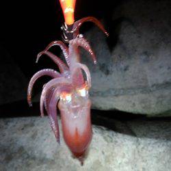 ケンサキイカ釣れました！