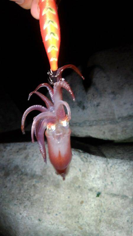 ケンサキイカ釣れました！