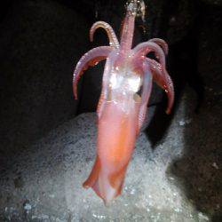 本命アオリ釣れました！