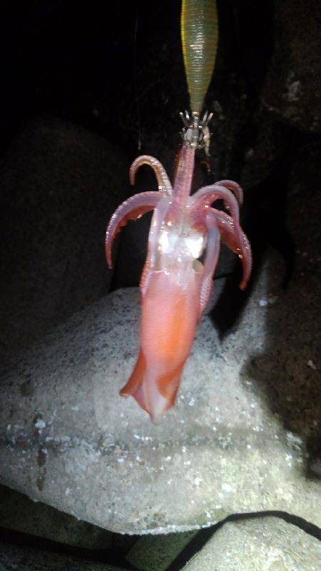 本命アオリ釣れました！