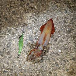 ケンサキイカ～