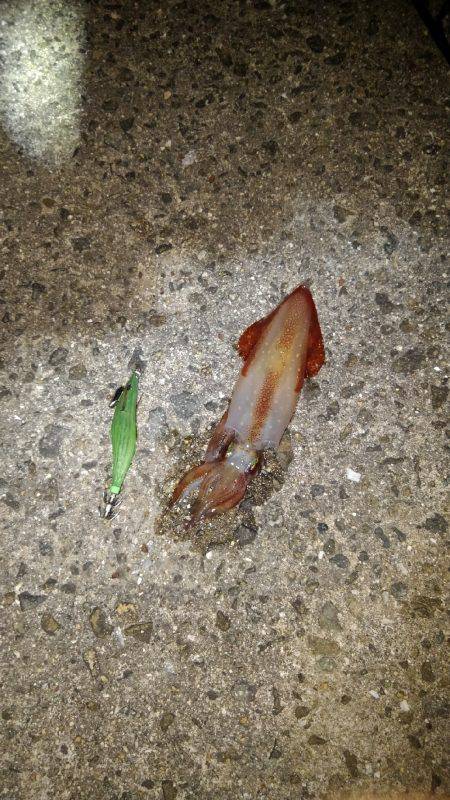 ケンサキイカ～