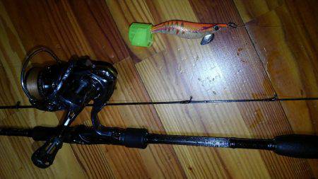 アオリイカ一杯