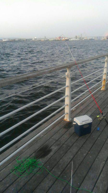 コスモスクエアサビキ釣果