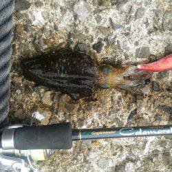 三重県での初シャクリ