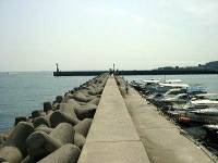 台風後の秋イカ調査