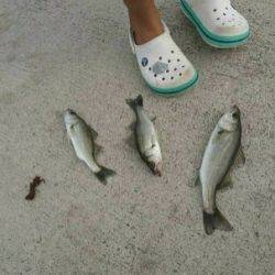 サビキとジグで、セイゴつれた。