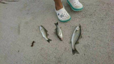 サビキとジグで、セイゴつれた。