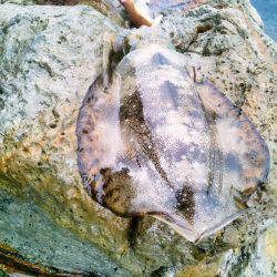 久し振りの調査～♪