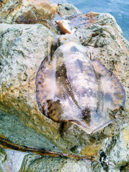 久し振りの調査～♪