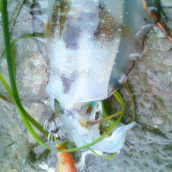 3回連続です･・･・？