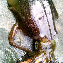 台風後、濁りと切れ藻に･・！