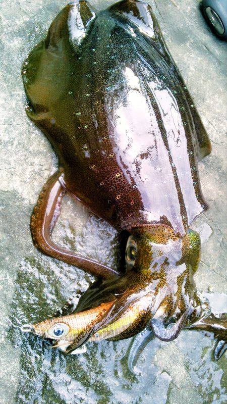 台風後、濁りと切れ藻に･・！