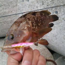 りんくうアコウ