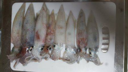 夕まずめからのー