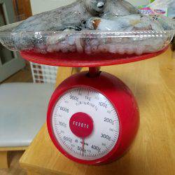 秋イカ調査でタコ