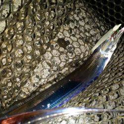 太刀魚ワインド