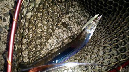 太刀魚ワインド