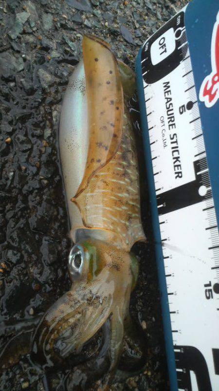 雨　雨　あがれ！