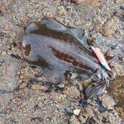 エギング　キロＧＥＴ！！