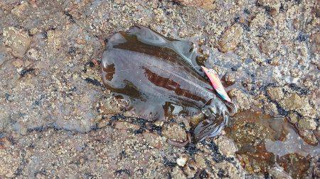 エギング　キロＧＥＴ！！