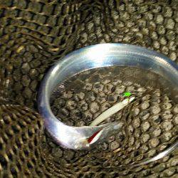 太刀魚シーズン始まり