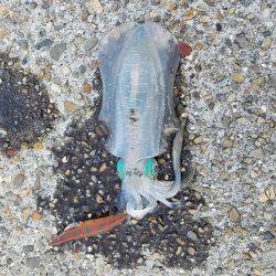 加太大波止エギング!