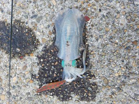 加太大波止エギング!