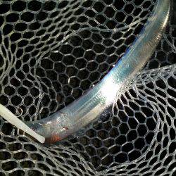 太刀魚も一段落