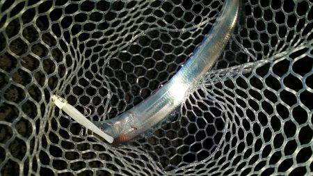 太刀魚も一段落