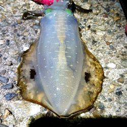 雨上がりの貸し切りの海