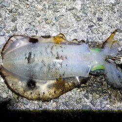 久しぶりの釣行