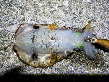 久しぶりの釣行