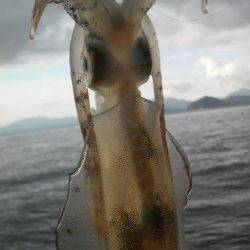 今週のアオリは？