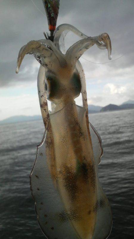 今週のアオリは？