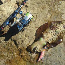 アオリイカ快釣