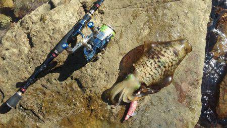 アオリイカ快釣